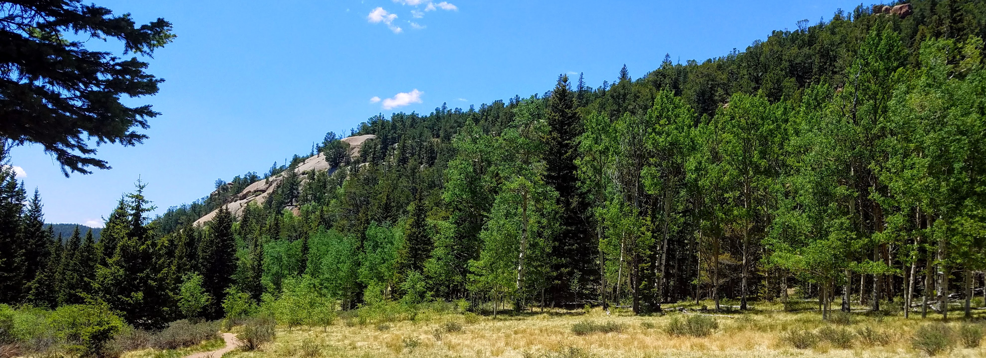 View of Colorado Pine Trees -image from 2018 near the Crags
