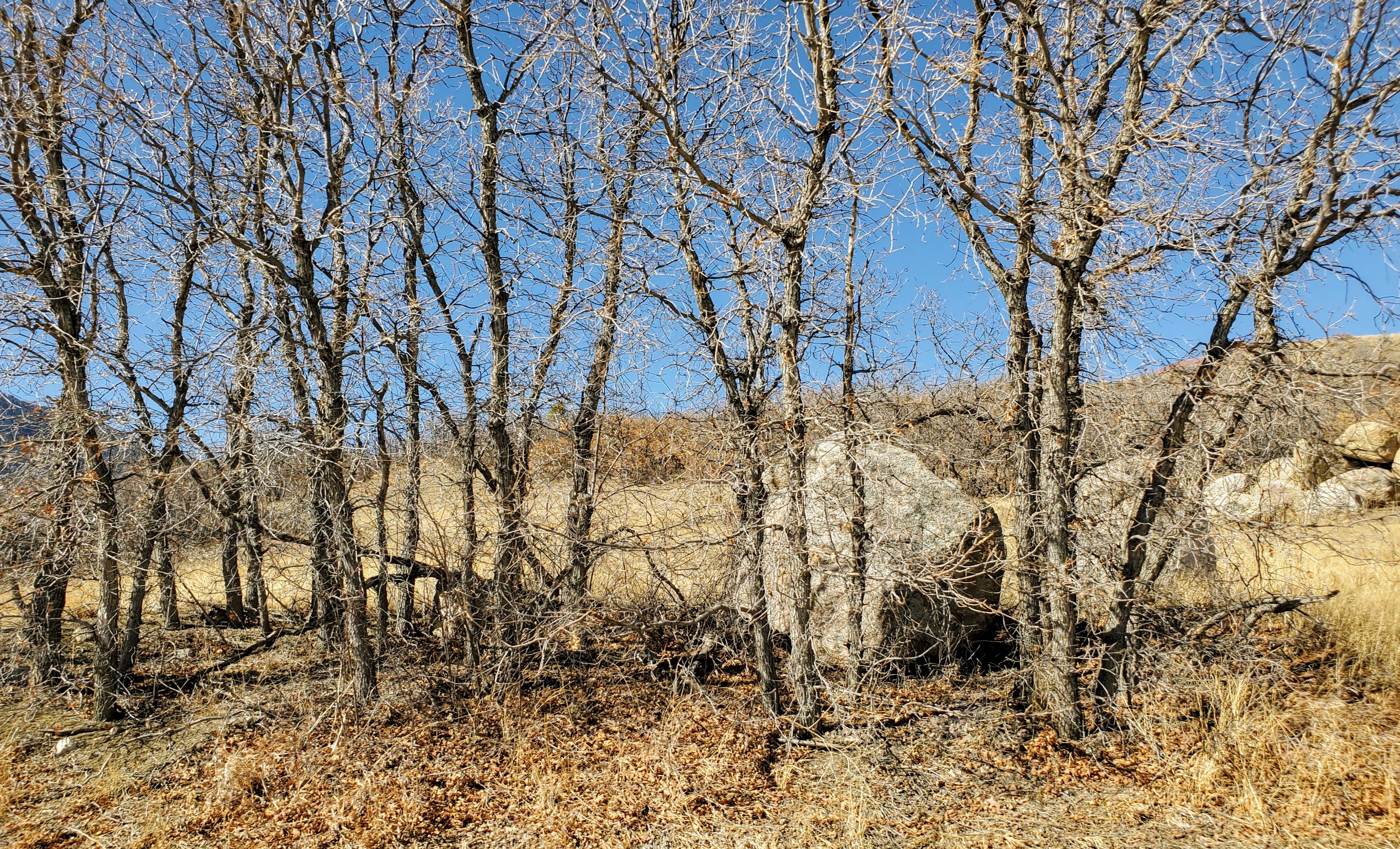 Image of Scrub Oak Trees that have fallen branches that need to be hauled away.